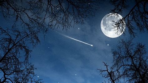 Hd Wallpaper Full Moon Tree Night Branch Night Sky Stars