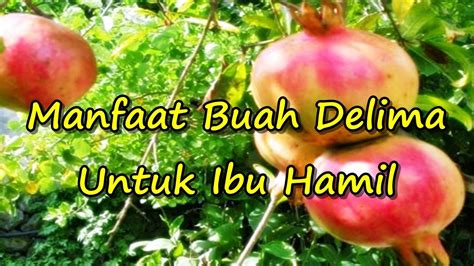 Tembikai bersifat diuretik, sama ada tembikai masak mahu pun putik. 8 Khasiat Buah Delima Buat Ibu Hamil - Database