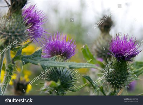Wild Irish Thistle Growing In The Countryside Fields Stock Photo