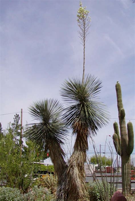File:Yucca elata blooming.jpg - Wikimedia Commons