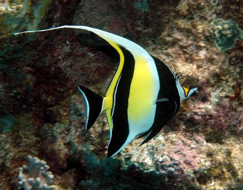 16 Best Saltwater Fish Images On Pinterest Beautiful