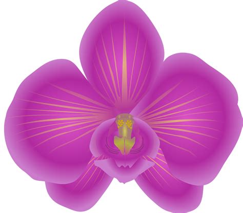 Onlinelabels Clip Art Orchid