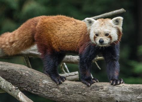 Red Panda Walking Photograph By Greg Nyquist