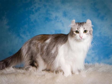 Top Rarest Cat Breeds Stunningfun Com