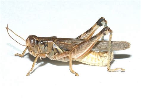 Melanoplus Sanguinipes Migratory Grasshopper Male Grasshopper Male