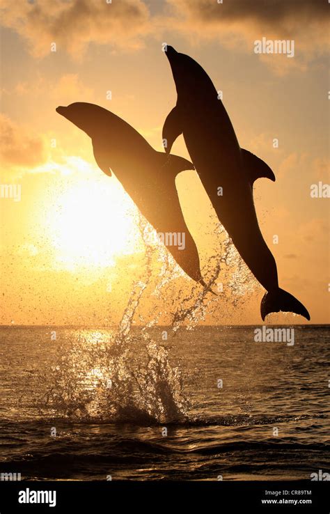 Two Common Bottlenose Dolphins Tursiops Truncatus Adult Leaping At