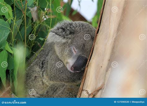 Koala Bear Sleeping On The Tree Stock Photo Image Of Kuranda