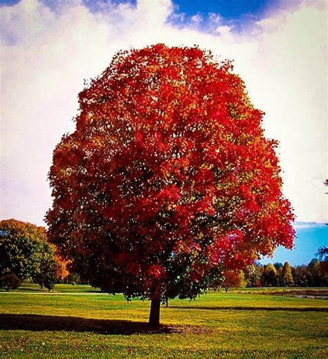 Autumn Blaze Maple Tree For Sale The Tree Center