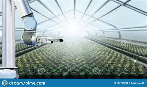 Robot Is Working In A Greenhouse Stock Photo Image Of Agricultural