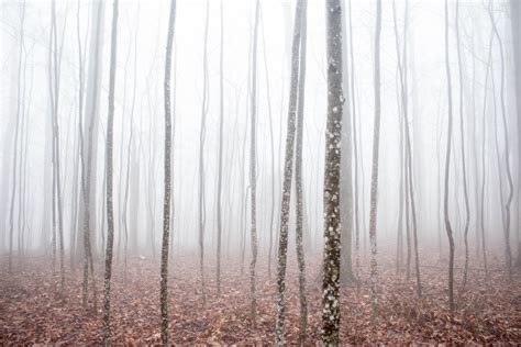A Thick Fog And Overcast Sky Over A Coniferous Forest Heavy Fog Above
