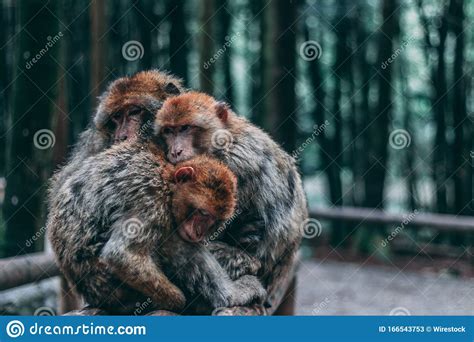 2 Monkeys Hugging Royalty Free Stock Photography