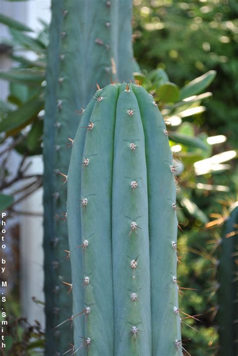 Trichocereus Argentinensis Cactus And Succulent Identification The