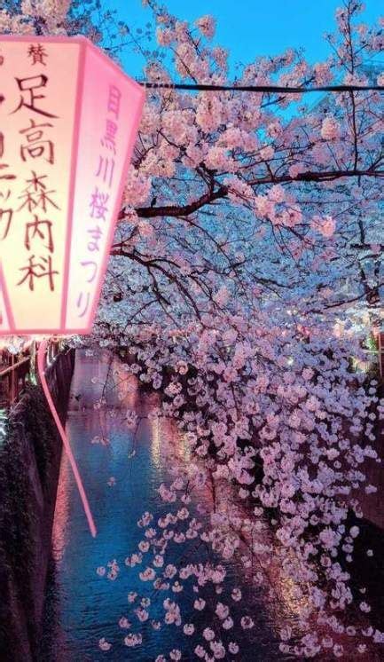 Sakura Tree Wallpaper Spring 43 Ideas Aesthetic Japan Japan Travel