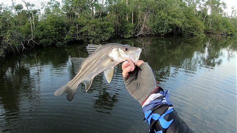 Um Robalo No Rabo Do Outro S Na Superf Cie Pescaria De Robalo No Rio