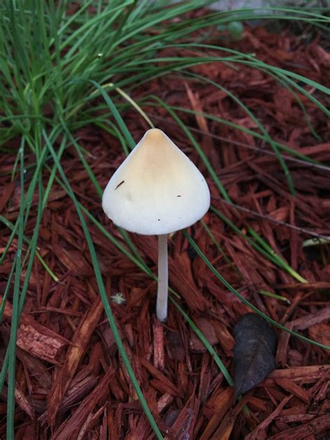 Central Florida Wild Mushroom What Is She Mushroom