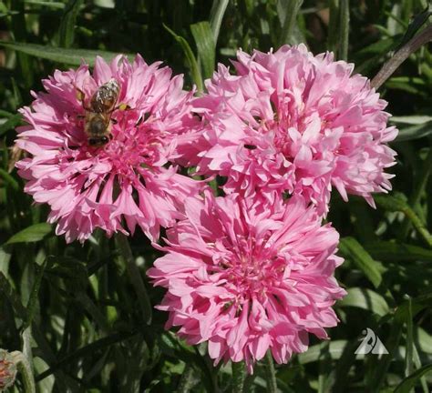 Tall Pink Cornflower Centaurea Cyanus Applewood Seed Company