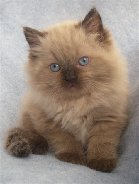 Aaaaayyy Lo Quiero ♥ Ragdoll Cats For Sale Cute Cats And Kittens