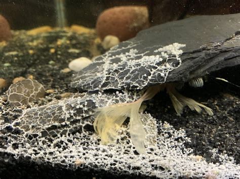 Todays Aquarium Slime Mold Update Ft My Pleco The Slime Mode Is