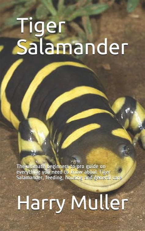 Tiger Salamander The Ultimate Beginners To Pro Guide On Everything