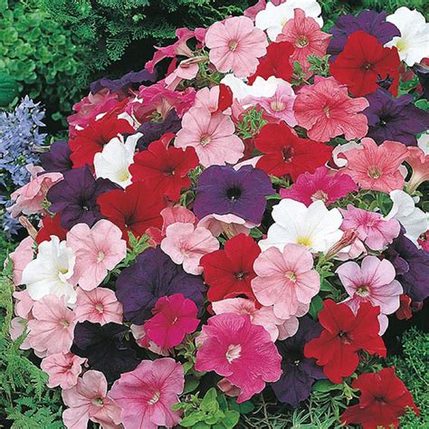 Petunia Mixed Colors 50 Seeds Etsy