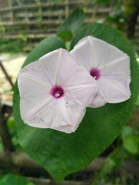 Menakjubkan 16 Gambar Bunga Yg Besar Gambar Bunga Indah