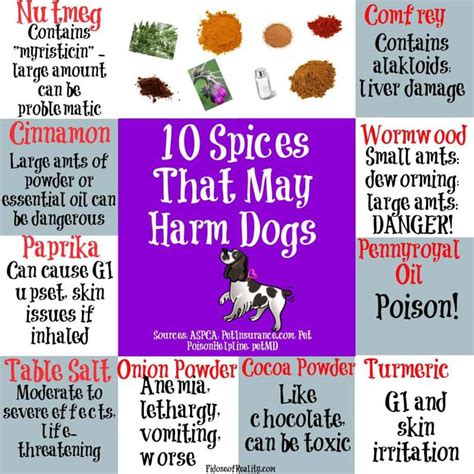 Simply wait for your dog to pass the chili pepper (or other spicy food) out in their stool. 10 Spices That May Harm Dogs - Fidose of Reality