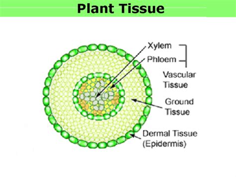 Vascular Tissue In Plants Bio 7 Preview For March 13 Plants