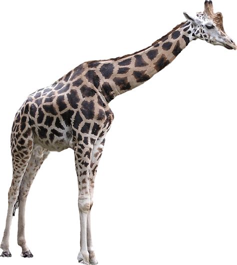 Girafa Grande Png Transparente Stickpng