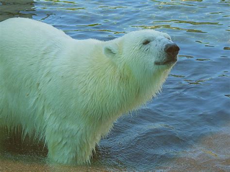 Qannik Female Polar Bear Louisville Zoo Andrew King Flickr