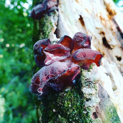 Jews Ear Fungus Found In Shepherdstown Wv Aug 2017 Mycology Fungi