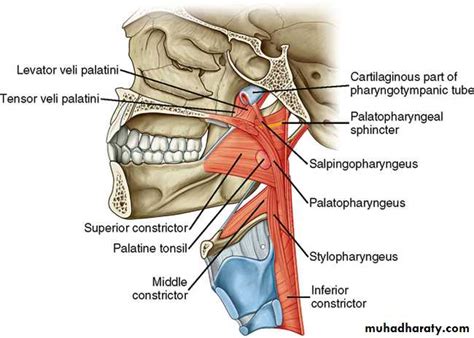 Anatomy of the mouth pptx دكتور نجاة نظري Muhadharaty