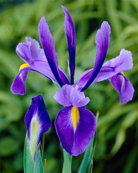 Dutch Iris Discovery Bulbs Buy Blue Irises Online At
