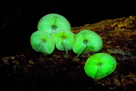 Glow In The Dark Mushrooms Growing Kit The Green Head