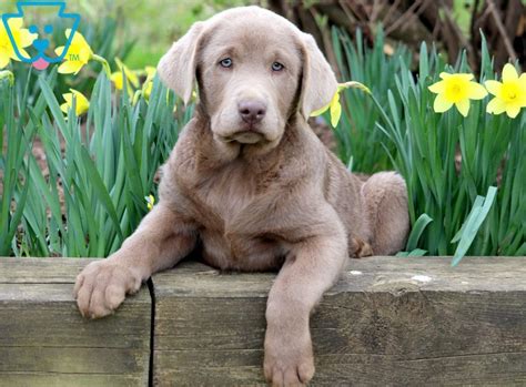 Champ | Labrador Retriever - Silver Puppy For Sale | Keystone Puppies