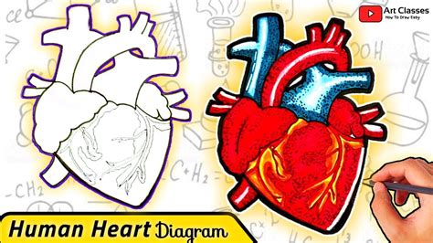 How To Draw Human Heart Easy Step By Step For Beginners Easy Trick To