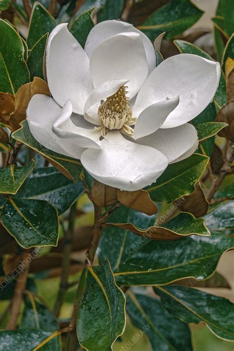 Southern Magnolia Magnolia Grandiflora Stock Image C0264829