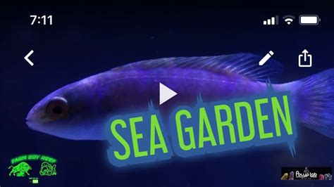 Sea Garden 400 Gallon Mixed Reef Tank Youtube