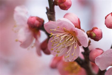 12 Best Places To View Plum Blossom In Japan Kyuhoshi
