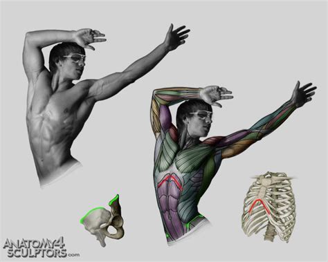 Anatomy For Sculptors By Anatomy4sculptors How To Art
