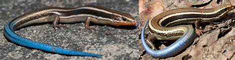 15 Different Species Of Skinks Found In The United States Nature Blog