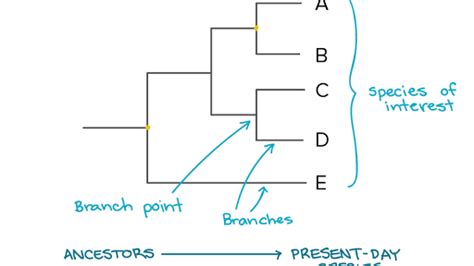 The Evolutionary History Of A Group Of Organisms Can Be Represented In