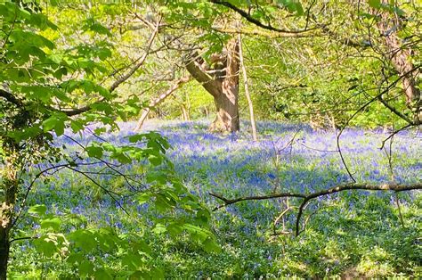 11 Of The Most Beautiful Bluebell Woods In England The World In My Pocket