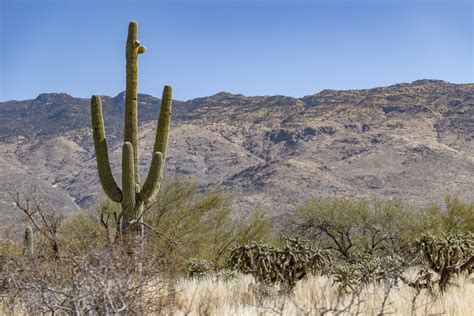 220203 Saguaro National Park Tucson Arizona Rzc8976 Grasping For