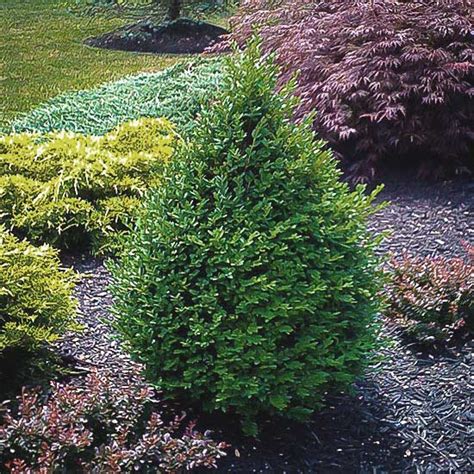 Green Mountain Boxwood Best Prices