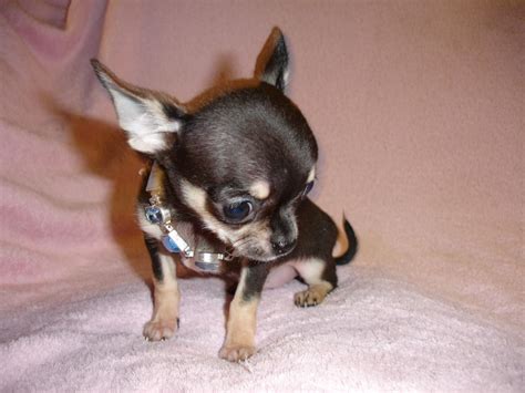 63 Ohio Chihuahua Puppies Photo Bleumoonproductions