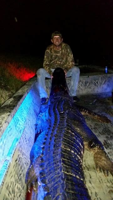Lake Okeechobee Alligator Free Range Hunts Fast Break Florida