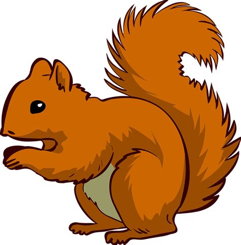 Free Vector Graphic Squirrel Animal Pet Free Image On