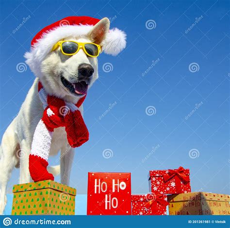 Happy Dog With Santa Hat On Isolated Background Stock Image Image Of