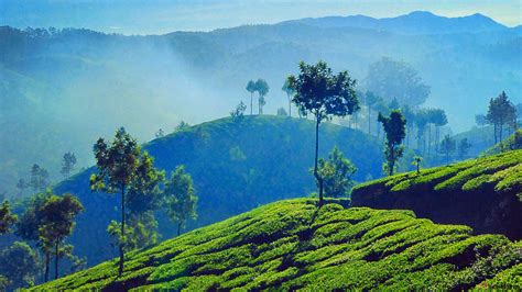 Tea Plantation Munnar India 4k Wallpaper Download