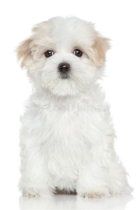 Cucciolo Maltese Su Fondo Bianco Immagine Stock Immagine Di Pelliccia